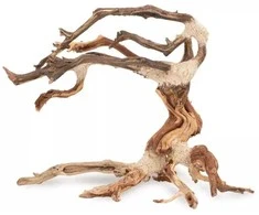 Terra Natura Skęstantis bonsai medelis Nr. 24 25x20