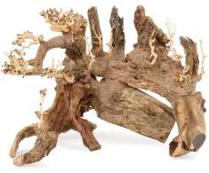 Terra Natura Skęstantis medis Bonsai nr 50 60x40
