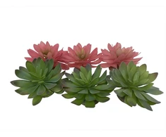 Terra Natura Sukulentas Echeveria 2, terariumo dekoracija, spalvų mišinys, 14x12,5x9,2 cm