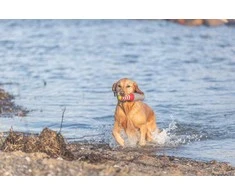 Trixie 33455, Dog, Aqua toy, Žalias, Pilkas, Baltas, Raudona, Thermoplastic Rubber (TPR), 260 mm, 1 pc(s)