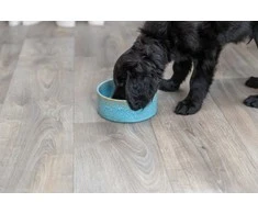 Trixie Ceramic bowl, šunims, mėlyna, 0,4 l / 13 cm