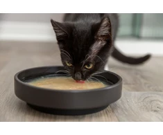 Trixie Kittis Shrimp Soup przysmak zupy, katei, vištiena i krewetki, 4 × 80 g, 4vnt./pakuotė