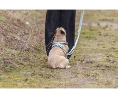 Trixie Aukščiausios kokybės „FlexMesh“ šunų petnešos, šalavijų spalvos, XS-S: 40–57 cm / 15 mm, tinka mopsams ir buldogams