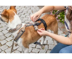 Trixie Šunims skirta petnešų adapteris nuo pabėgimo, juodas, M–L: 46–72 cm/20 mm