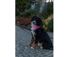 Trixie Šviečiantis antkaklis USB, šunims, silikoninis, L-XL: 70 cm/30 mm, rožinis (TX-12677)