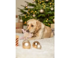 Trixie TX-92000 XMAS RENIFER PLUSZOWY OKRĄGŁY 18cm Z PISZCZAŁKĄ