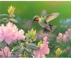 Twoje Hobby Paveikslas skaičiais - 40x50cm Kolibris