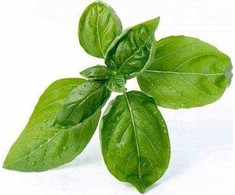 Veritable Tikras Lingot saldusis bazilikas – EKOLOGIŠKAS*
