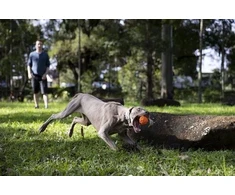 Waboba Tailwind dog ball