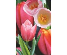 Worth-Keeping Mini kartka 3D Tulipan (180178)