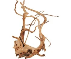 Zolux Japonų šaknis Voras medis 40-50 cm