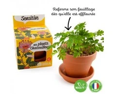Auginimo rinkinys vaikams RADIS et CAPUCINE Jautrioji mimoza