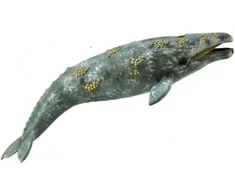 COLLECTA pilkasis banginis, 88836