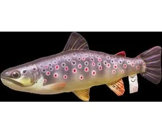 Energofish Gaby Pagalvėlė mažas Margasis upėtakis (36cm)