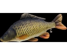 Energofish Gaby Pagalvėlė Paprastasis karpis