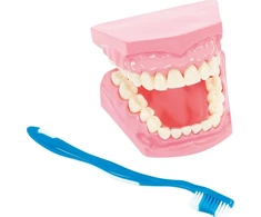 Nowaszkola Burnos Higienos Modelis