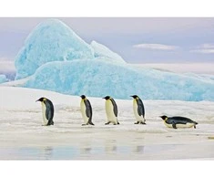 Signal Meble Paveikslas PENGUINS 120X80