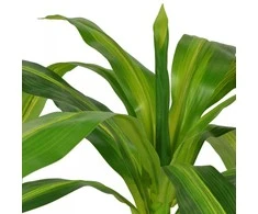 Dirbtinė Dracena su vazonu, 100 cm, žalia