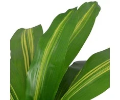 Dirbtinė Dracena su vazonu, 90 cm, žalia