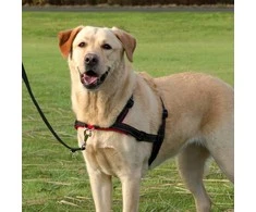 TRIXIE Petnešos Lead'n'Walk Soft, juodos, 45-70cm, S-M dydžio, 13055