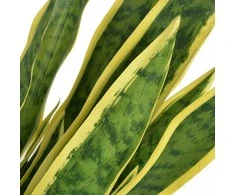 Dirbtinė Sansevjera su vazonu, 65 cm, žalia