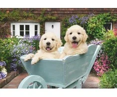 Dėlionė Ravensburger - Golden Retriever 200p Ad - (12001368)