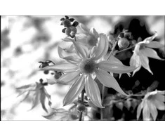 Adox HR-50 B/W filmas 135/36
