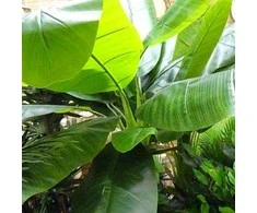 Dirbtinis augalas Bananas 240cm