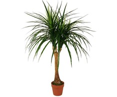 Dirbtinis augalas Dracena 120cm