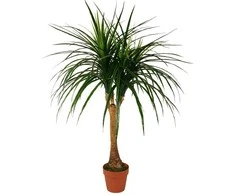 Dirbtinis augalas Dracena 120cm