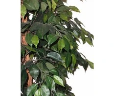 Dirbtinis augalas Fikusas PLY 180cm