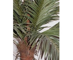 Dirbtinis augalas Palmė 180cm