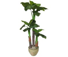Dirbtinis augalas Taro 170cm