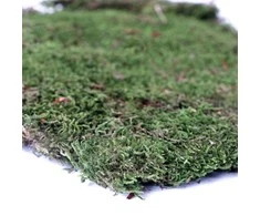 Aquario Terrario forest moss (miško samana) 28x35 cm