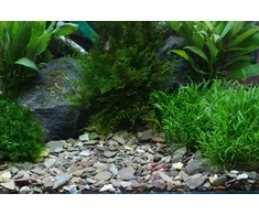 Dennerle Plantahunter Rio Xingu 2-22mm, 5kg