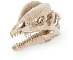 Happet Dekoracija Dinozauro kaukolė