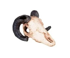 Happet Dekoracija muflono kaukolė 9 cm