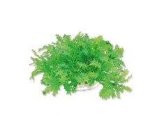 Happet Dirbtinis augalas 10cm