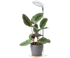 5W LED stalo šviestuvas augalų auginimui VERDI, baltas, 1300K
