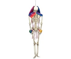 XXL Dekoracija "Circus skeleton" (160cm)