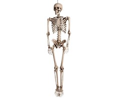 XXL Dekoracija "Skeletas" (160cm)