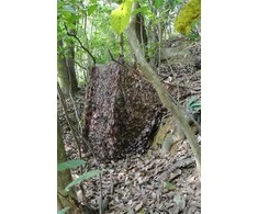 Tragopan Camo maskuojantis tinklas sniegas 3x3 m