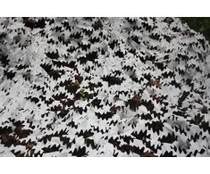 Tragopan Camo maskuojantis tinklas sniegas 3x3 m