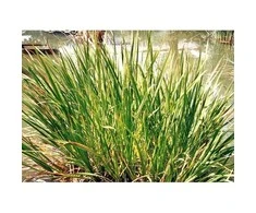 Balinio ajero šaknis Vacha Calamus, malta, Seyfried, 50g