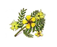 Ayumi Naturals Gulsčioji ragužė Tribulus Power, ekologiška, Planet Ayurveda, 60 kapsulių