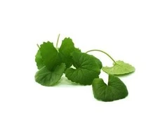Ayumi Naturals Maisto papildas Gotu Kola, Planet Ayurveda, 60 kapsulių