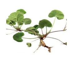 Ayumi Naturals Maisto papildas Gotu Kola, Planet Ayurveda, 60 kapsulių