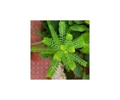 Ayumi Naturals Kreivasis lapainis Phyllanthus Niruri, ekologiškas, Planet Ayurveda, 60 kapsulių