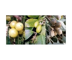Ayumi Naturals Maisto papildas Triphala, ekologiška, Planet Ayurveda, 60 kapsulių