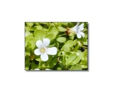Ayumi Naturals Mėlynžiedė taškuonė Brahmi, ekologiška, Planet Ayurveda, 60 kapsulių